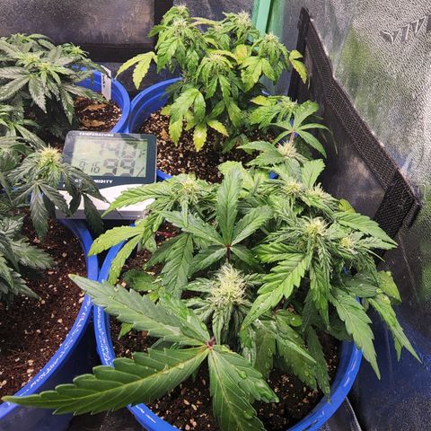 Gold Leaf 1 growlog timeline photo