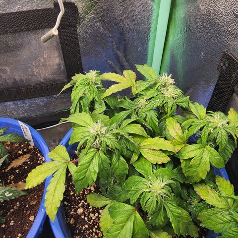 Gold Leaf 1 growlog photo: Note spotting on leaves