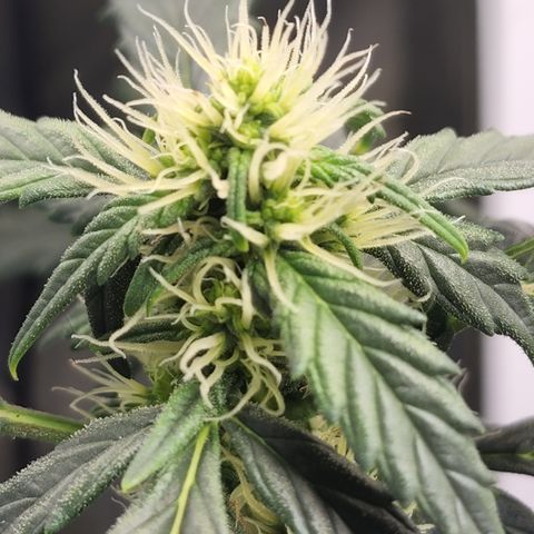 Gold Leaf 1 growlog timeline photo