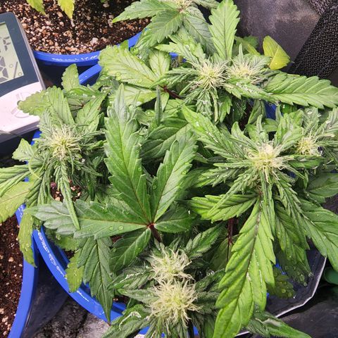 Gold Leaf 1 growlog timeline photo