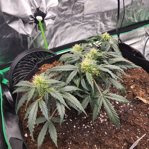 Gold Leaf 1 growlog timeline photo