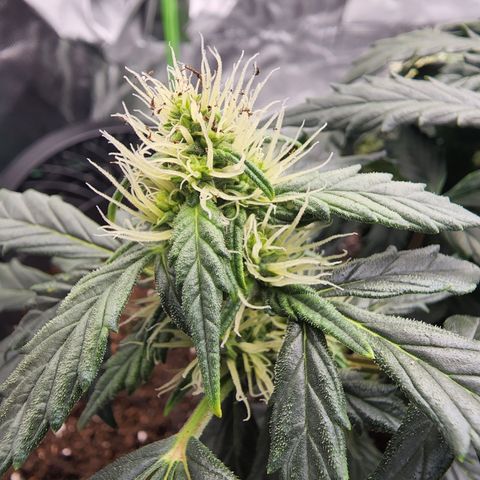 Gold Leaf 1 growlog timeline photo