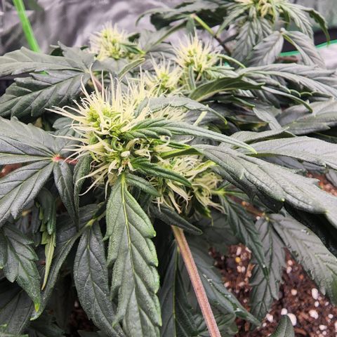 Gold Leaf 1 growlog timeline photo
