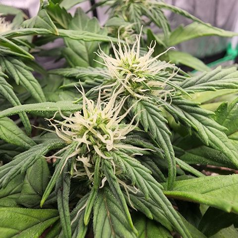 Gold Leaf 1 growlog timeline photo