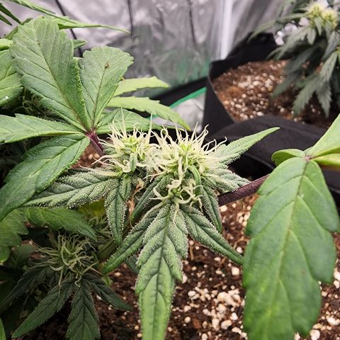 Gold Leaf 1 growlog timeline photo