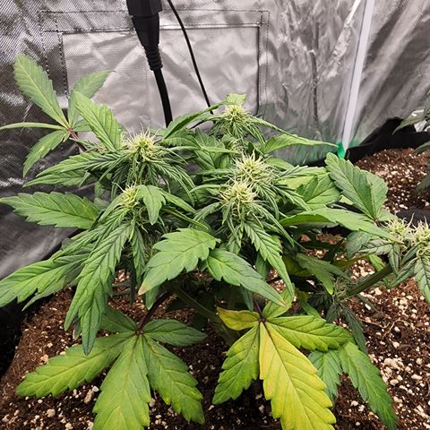 Gold Leaf 1 growlog timeline photo