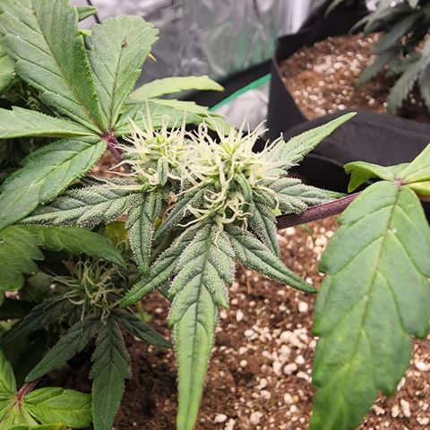Gold Leaf 1 growlog timeline photo