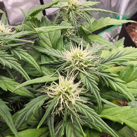 Gold Leaf 1 growlog timeline photo