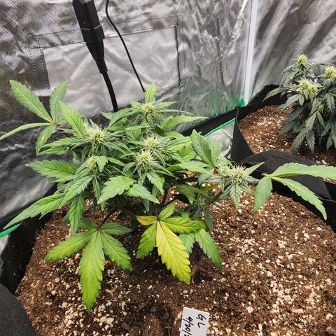 Gold Leaf 1 growlog timeline photo