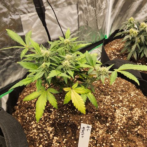 Gold Leaf 1 growlog timeline photo