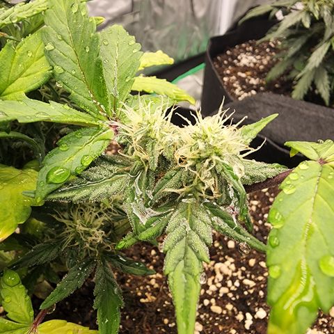 Gold Leaf 1 growlog timeline photo