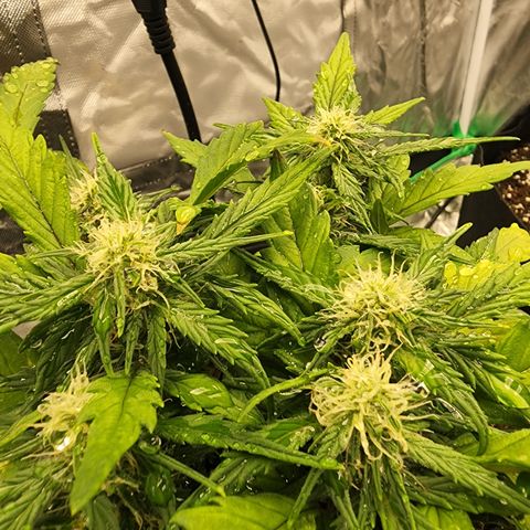 Gold Leaf 1 growlog timeline photo