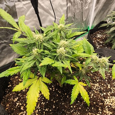 Gold Leaf 1 growlog timeline photo