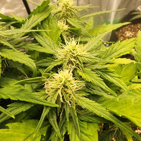 Gold Leaf 1 growlog timeline photo