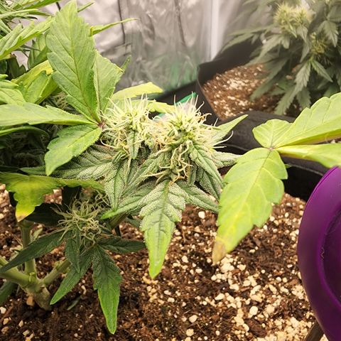 Gold Leaf 1 growlog timeline photo