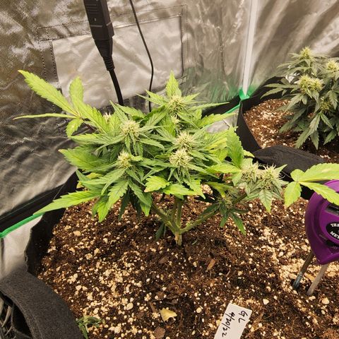 Gold Leaf 1 growlog timeline photo