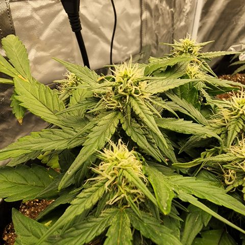 Gold Leaf 1 growlog timeline photo