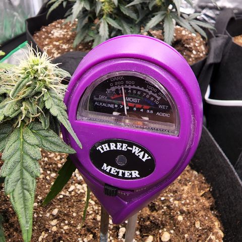 Gold Leaf 1 growlog timeline photo