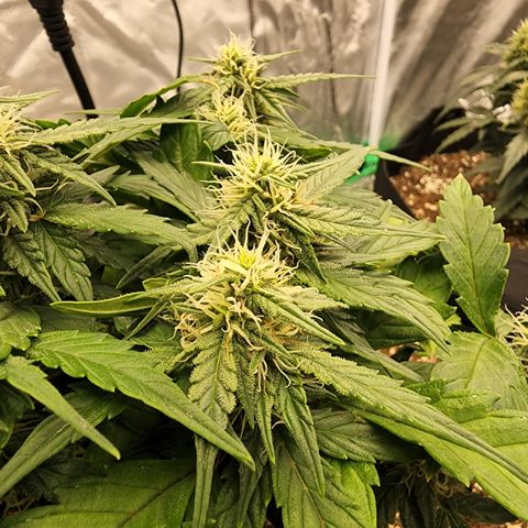 Gold Leaf 1 growlog timeline photo