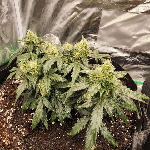 Gold Leaf 1 growlog timeline photo
