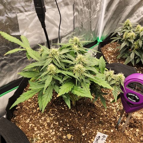 Gold Leaf 1 growlog timeline photo