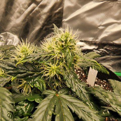 Gold Leaf 1 growlog timeline photo