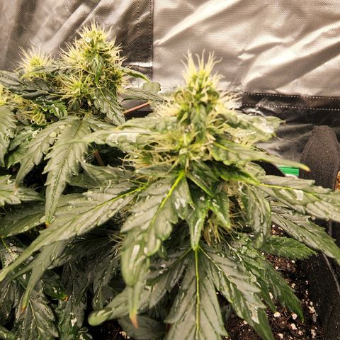 Gold Leaf 1 growlog timeline photo
