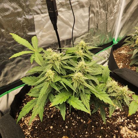 Gold Leaf 1 growlog timeline photo
