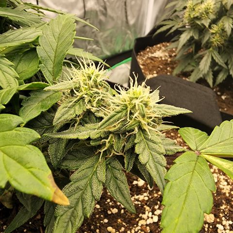 Gold Leaf 1 growlog timeline photo