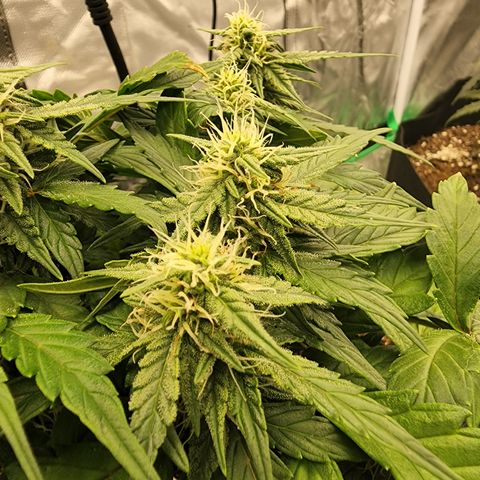 Gold Leaf 1 growlog timeline photo