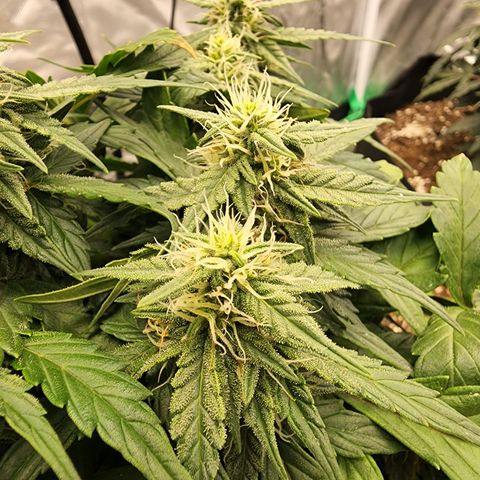 Gold Leaf 1 growlog timeline photo