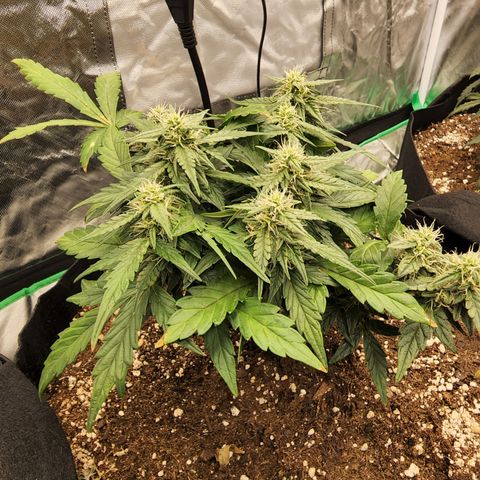 Gold Leaf 1 growlog timeline photo
