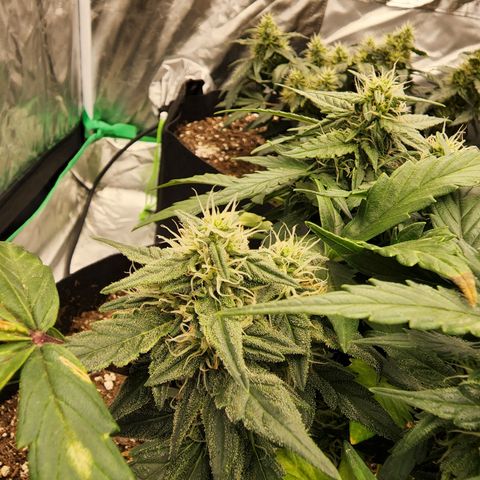 Gold Leaf 1 growlog timeline photo