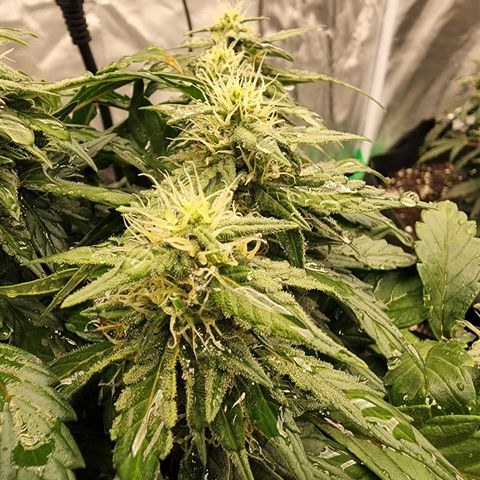 Gold Leaf 1 growlog timeline photo
