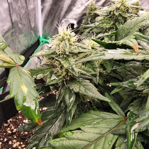 Gold Leaf 1 growlog timeline photo