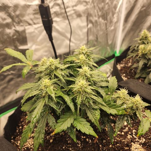 Gold Leaf 1 growlog timeline photo