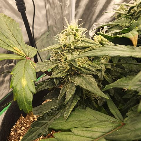 Gold Leaf 1 growlog timeline photo