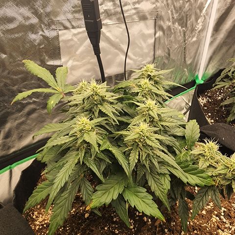 Gold Leaf 1 growlog timeline photo