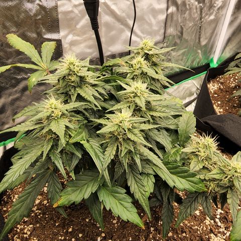 Gold Leaf 1 growlog timeline photo
