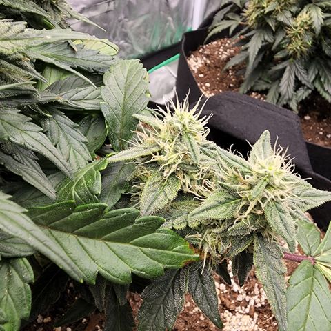 Gold Leaf 1 growlog timeline photo