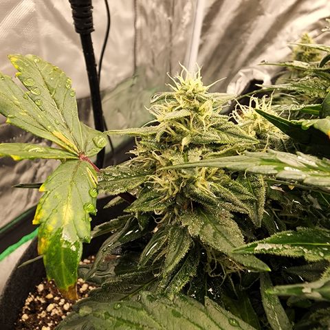 Gold Leaf 1 growlog timeline photo