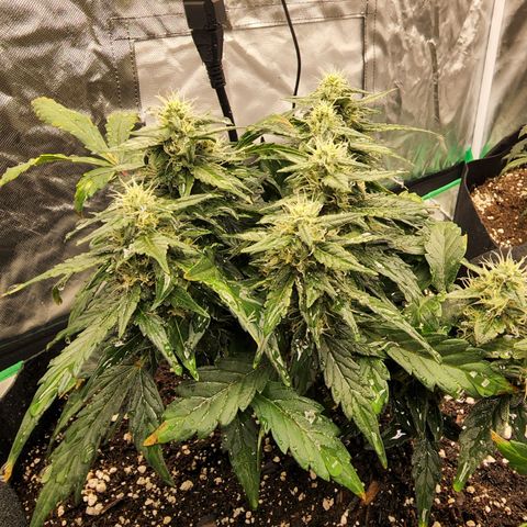 Gold Leaf 1 growlog timeline photo