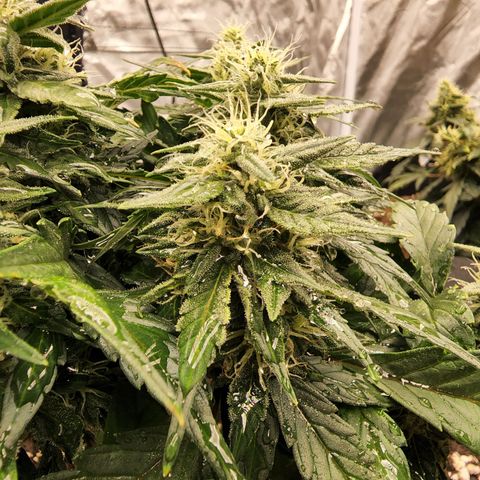Gold Leaf 1 growlog timeline photo