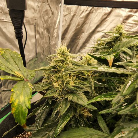 Gold Leaf 1 growlog timeline photo
