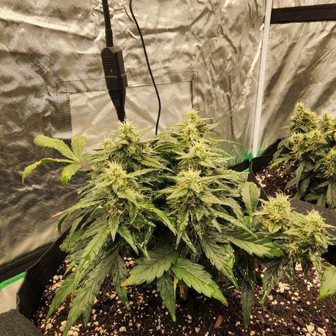 Gold Leaf 1 growlog timeline photo