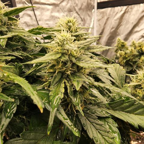 Gold Leaf 1 growlog timeline photo
