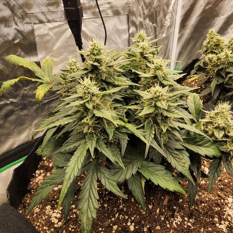 Gold Leaf 1 growlog timeline photo