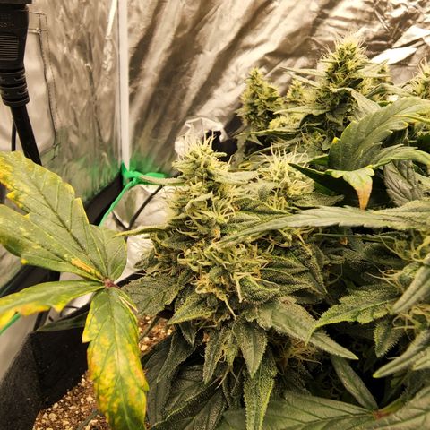 Gold Leaf 1 growlog timeline photo