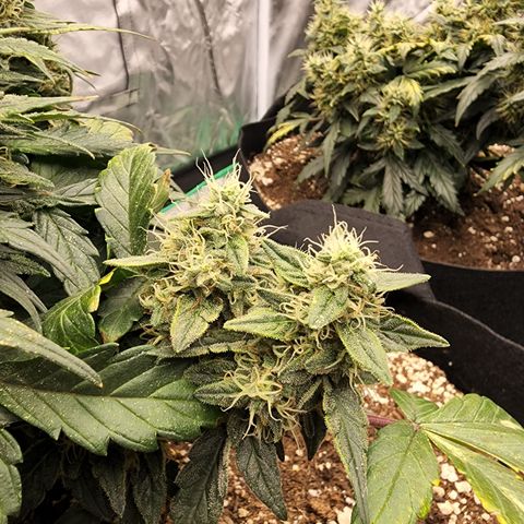 Gold Leaf 1 growlog timeline photo