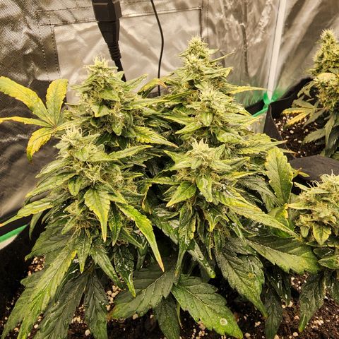 Gold Leaf 1 growlog timeline photo